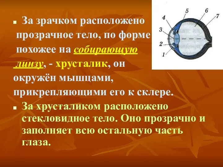 За зрачком расположено прозрачное тело, по форме похожее на собирающую линзу,