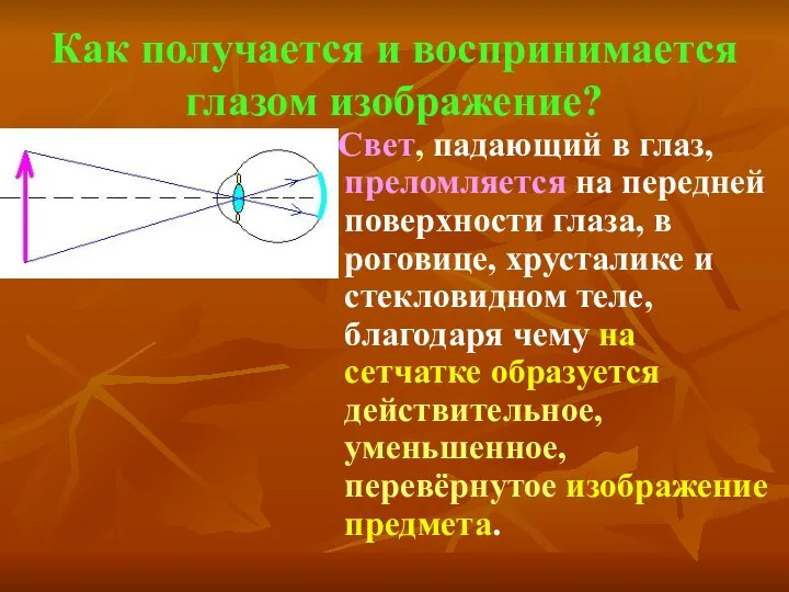 Как получается и воспринимается глазом изображение? Свет, падающий в глаз, преломляется