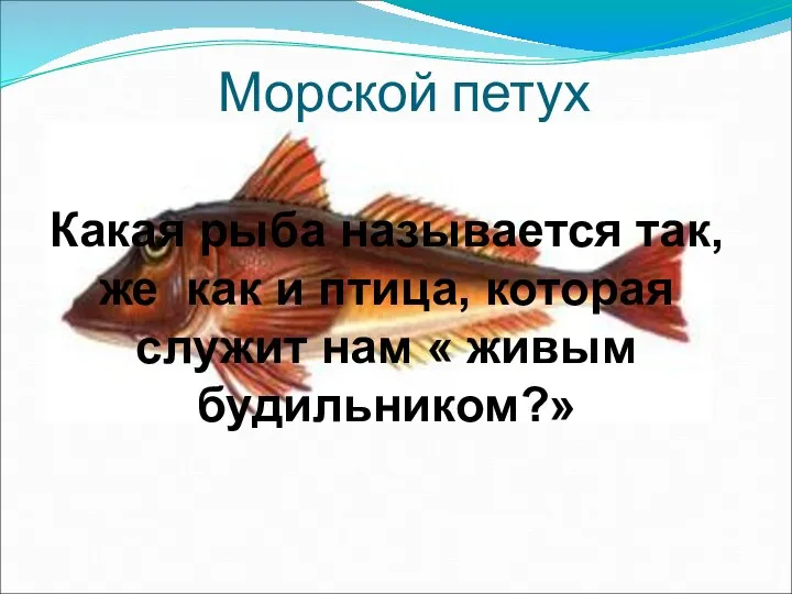 Морской петух Какая рыба называется так, же как и птица, которая служит нам « живым будильником?»