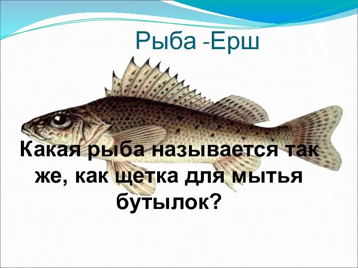 Рыба -Ерш Какая рыба называется так же, как щетка для мытья бутылок?