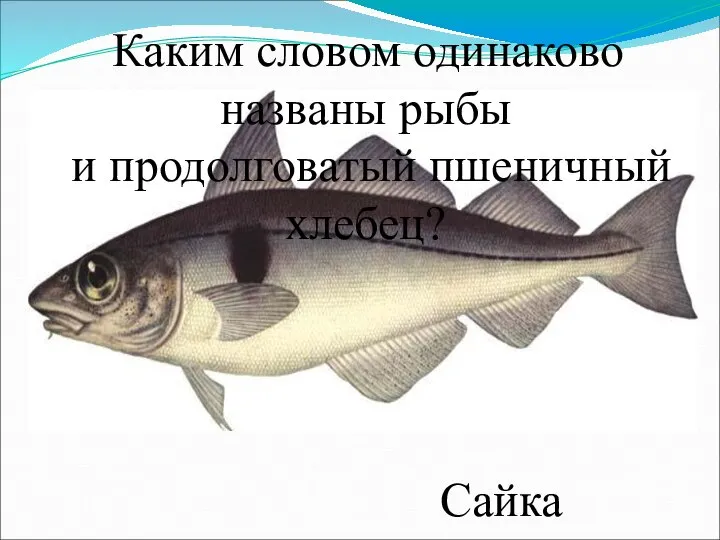 Каким словом одинаково названы рыбы и продолговатый пшеничный хлебец? Сайка