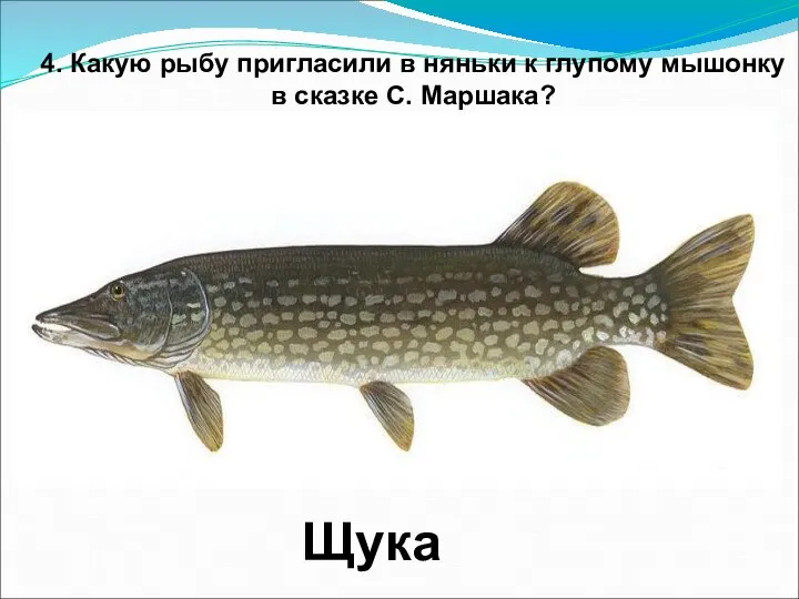 4. Какую рыбу пригласили в няньки к глупому мышонку в сказке С. Маршака? Щука