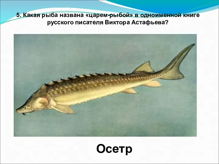 5. Какая рыба названа «царем-рыбой» в одноименной книге русского писателя Виктора Астафьева? Осетр