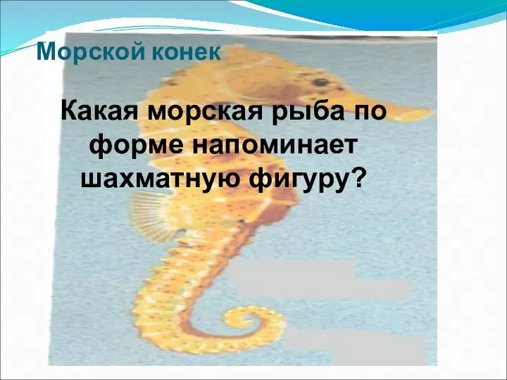 Морской конек Какая морская рыба по форме напоминает шахматную фигуру?