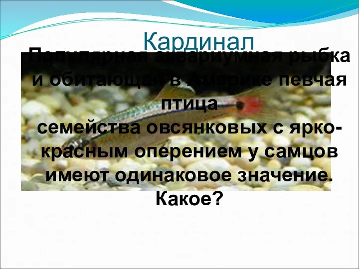 Кардинал Популярная аквариумная рыбка и обитающая в Америке певчая птица семейства