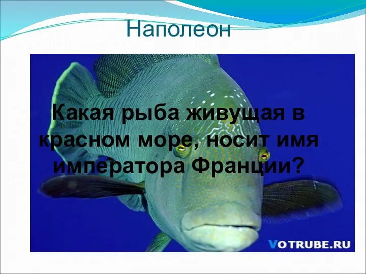 Наполеон Какая рыба живущая в красном море, носит имя императора Франции?