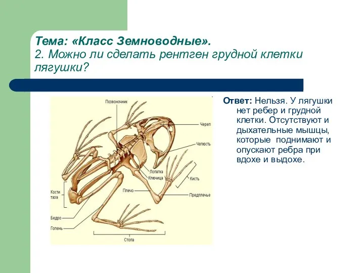 Тема: «Класс Земноводные». 2. Можно ли сделать рентген грудной клетки лягушки?