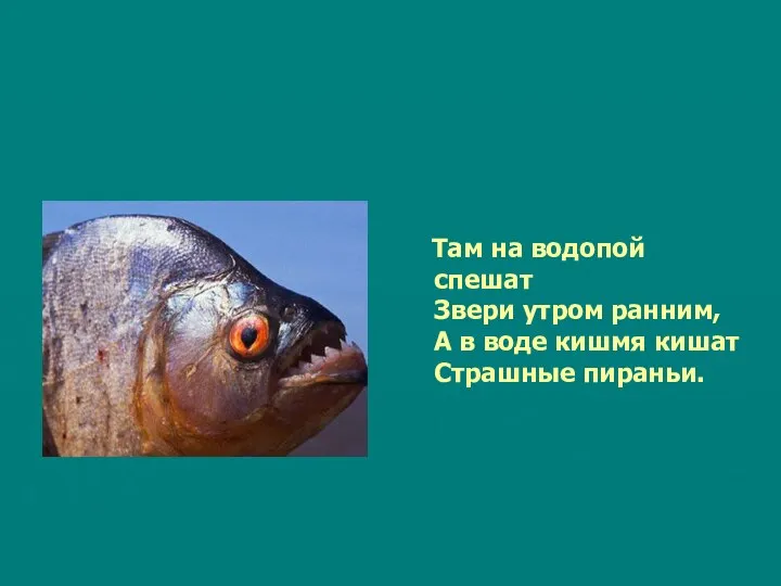 Там на водопой спешат Звери утром ранним, А в воде кишмя кишат Страшные пираньи.