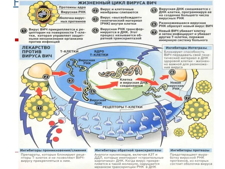F:\СПИД\Цикл вируса ВИЧ.jpg