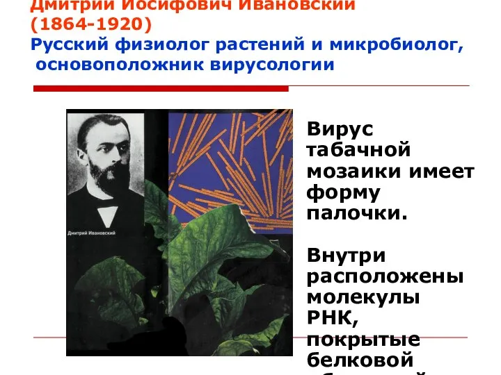 Дмитрий Иосифович Ивановский (1864-1920) Русский физиолог растений и микробиолог, основоположник вирусологии