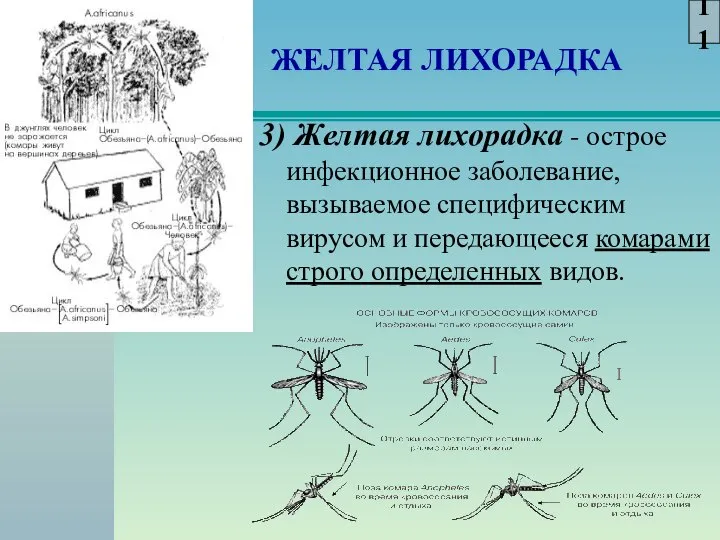 ЖЕЛТАЯ ЛИХОРАДКА 3) Желтая лихорадка - острое инфекционное заболевание, вызываемое специфическим