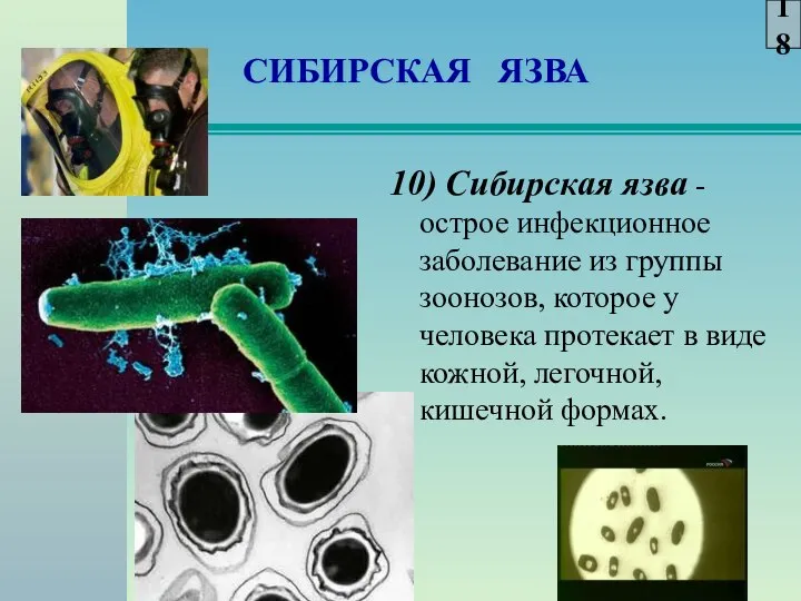 СИБИРСКАЯ ЯЗВА 10) Сибирская язва - острое инфекционное заболевание из группы