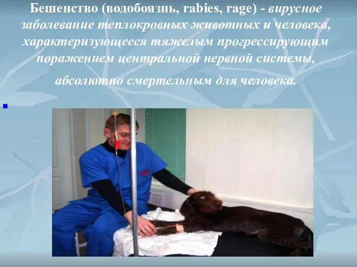 Бешенство (водобоязнь, rabies, rage) - вирусное заболевание теплокровных животных и человека,