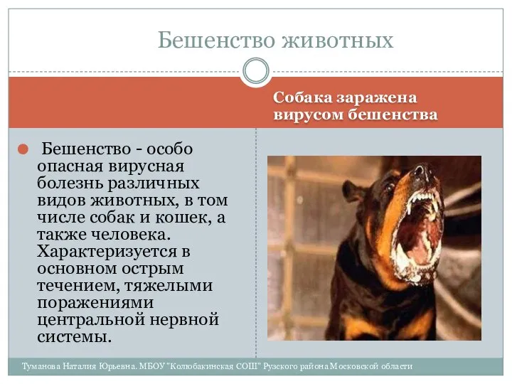 Собака заражена вирусом бешенства Бешенство - особо опасная вирусная болезнь различных