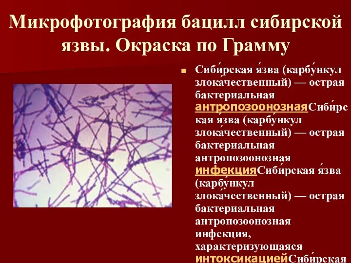 Микрофотография бацилл сибирской язвы. Окраска по Грамму Сиби́рская я́зва (карбу́нкул злока́чественный)