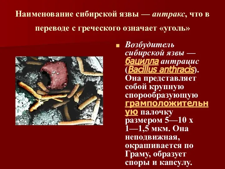 Наименование сибирской язвы — антракс, что в переводе с греческого означает