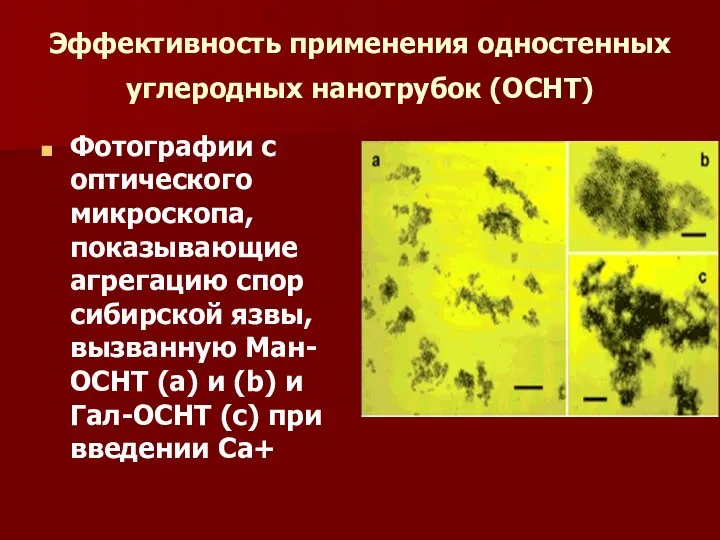 Эффективность применения одностенных углеродных нанотрубок (ОСНТ) Фотографии с оптического микроскопа, показывающие