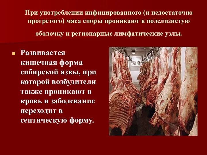 При употреблении инфицированного (и недостаточно прогретого) мяса споры проникают в подслизистую