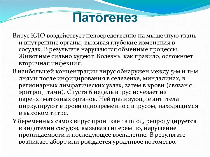 Патогенез Вирус КЛО воздействует непосредственно на мышечную ткань и внутренние органы,