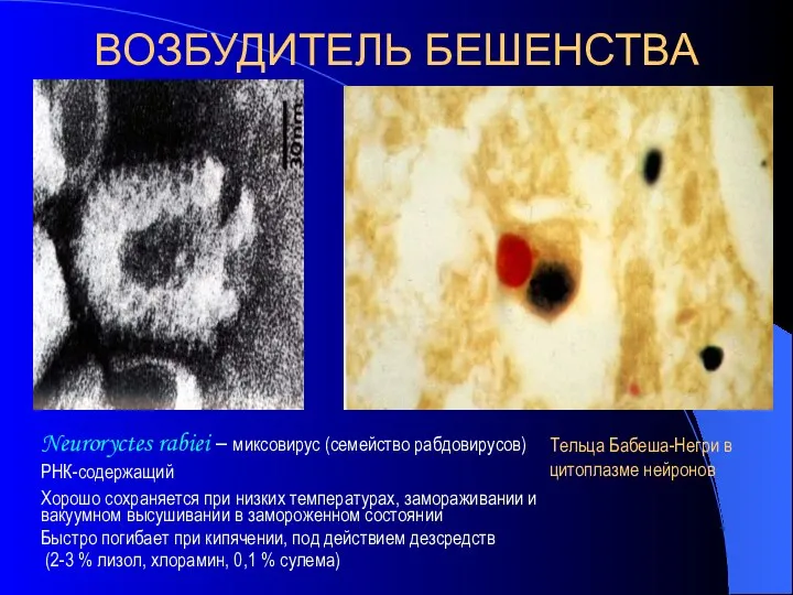 ВОЗБУДИТЕЛЬ БЕШЕНСТВА Neuroryctes rabiei – миксовирус (семейство рабдовирусов) РНК-содержащий Хорошо сохраняется