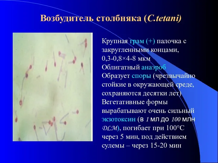 Возбудитель столбняка (C.tetani) Крупная грам (+) палочка с закругленными концами, 0,3-0,8×4-8