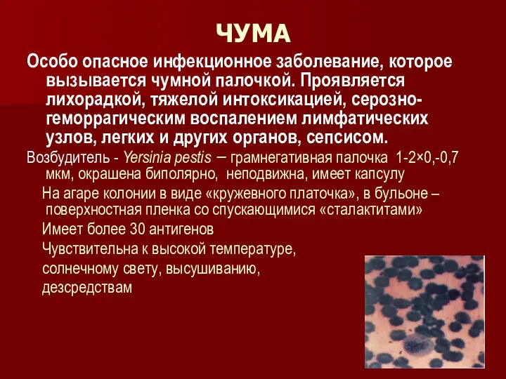 ЧУМА Особо опасное инфекционное заболевание, которое вызывается чумной палочкой. Проявляется лихорадкой,