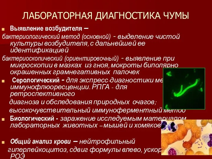 ЛАБОРАТОРНАЯ ДИАГНОСТИКА ЧУМЫ Выявление возбудителя – бактериологический метод (основной) - выделение