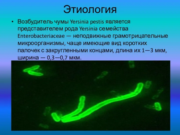 Этиология Возбудитель чумы Yersinia pestis является представителем рода Yersinia семейства Enterobacteriaceae