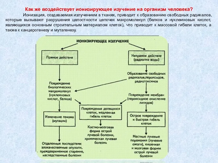 Как же воздействует ионизирующее изучение на организм человека? Ионизация, создаваемая излучением