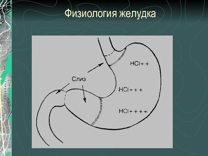 Физиология желудка