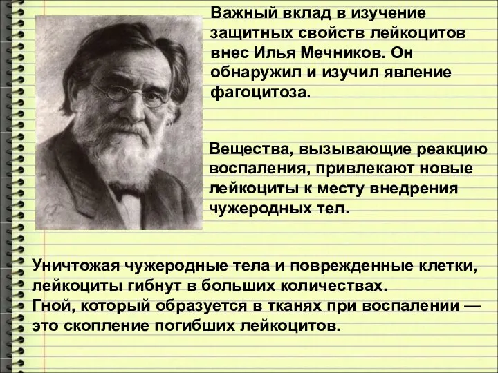 Вещества, вызывающие реакцию воспаления, привлекают новые лейкоциты к месту внедрения чужеродных