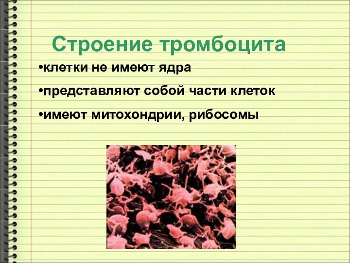 клетки не имеют ядра представляют собой части клеток имеют митохондрии, рибосомы Строение тромбоцита