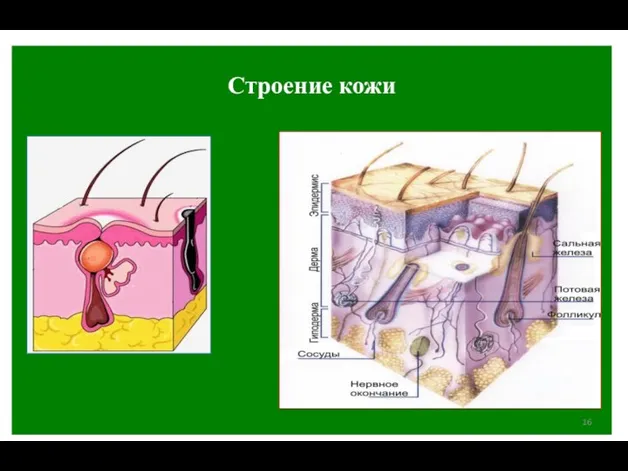 Строение кожи