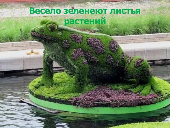 Весело зеленеют листья растений