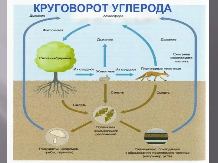 КРУГОВОРОТ УГЛЕРОДА