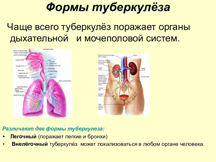 Формы туберкулёза Чаще всего туберкулёз поражает органы дыхательной и мочеполовой систем.