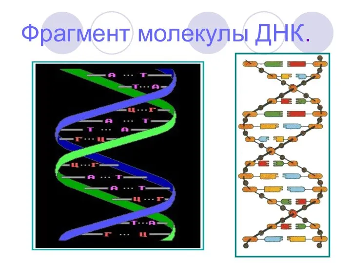 Фрагмент молекулы ДНК.