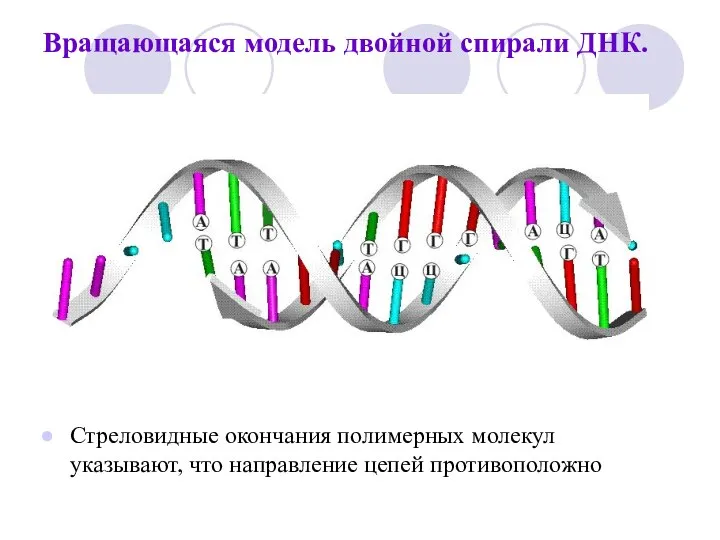 Вращающаяся модель двойной спирали ДНК. Стреловидные окончания полимерных молекул указывают, что направление цепей противоположно