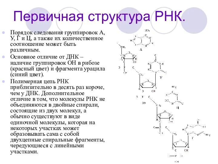 Первичная структура РНК. Порядок следования группировок А, У, Г и Ц,