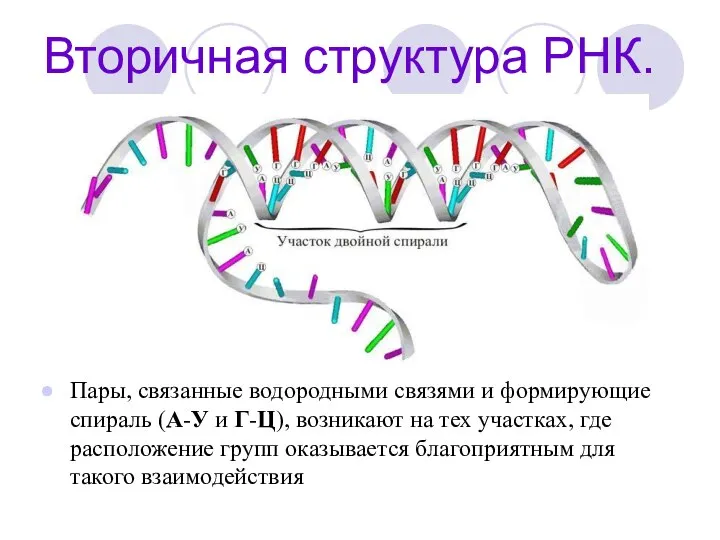 Вторичная структура РНК. Пары, связанные водородными связями и формирующие спираль (А-У