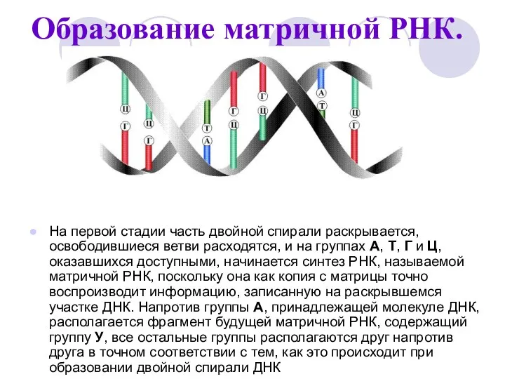 Образование матричной РНК. На первой стадии часть двойной спирали раскрывается, освободившиеся