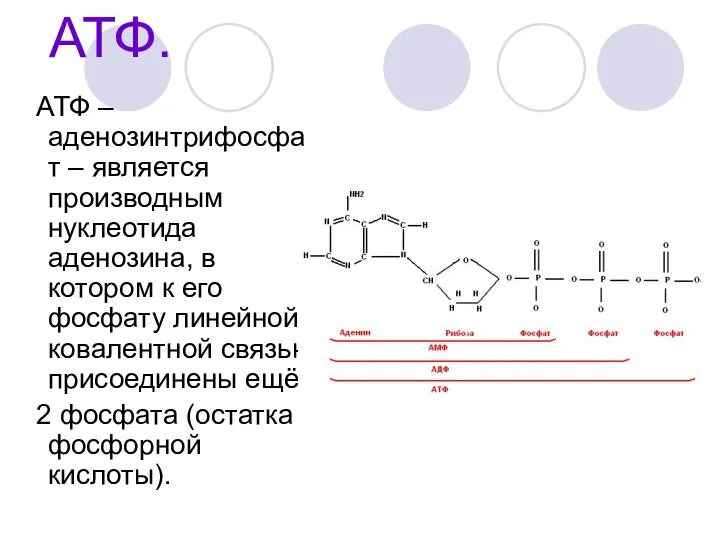 АТФ. АТФ – аденозинтрифосфат – является производным нуклеотида аденозина, в котором