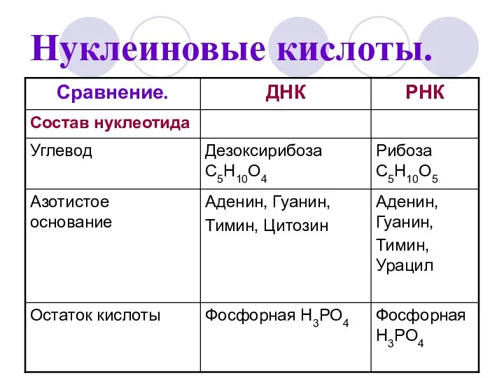 Нуклеиновые кислоты.