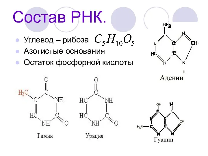 Состав РНК. Углевод – рибоза Азотистые основания Остаток фосфорной кислоты