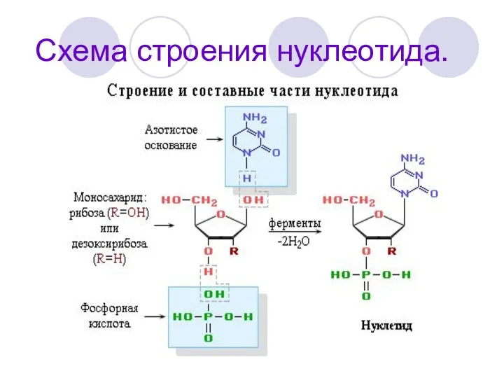 Схема строения нуклеотида.