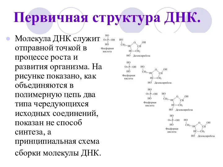 Первичная структура ДНК. Молекула ДНК служит отправной точкой в процессе роста