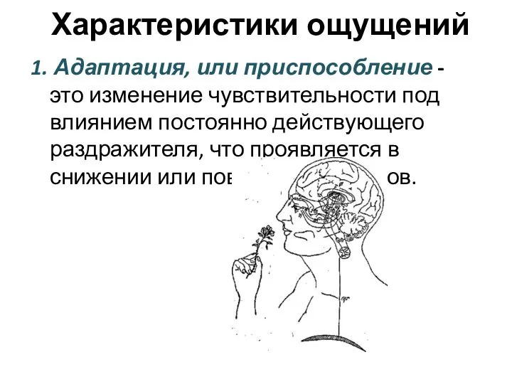 1. Адаптация, или приспособление - это изменение чувствительности под влиянием постоянно