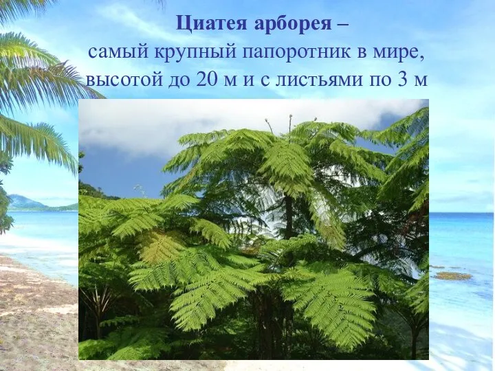 Циатея арборея – самый крупный папоротник в мире, высотой до 20