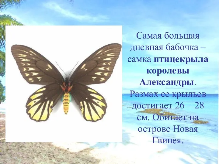 Самая большая дневная бабочка – самка птицекрыла королевы Александры. Размах ее