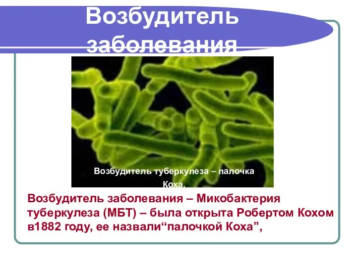 Возбудитель заболевания Возбудитель заболевания – Микобактерия туберкулеза (МБТ) – была открыта